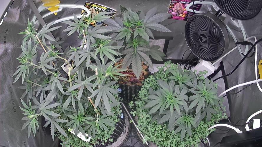 Rocko's Runtz Rumble. Week 5 - Growcam 