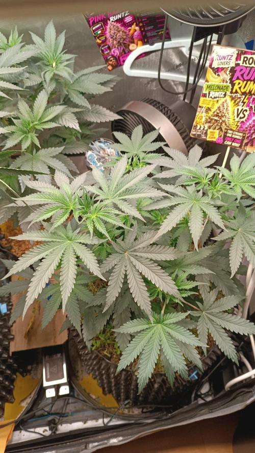 Rocko's Runtz Rumble. Week 6 - PBR Day 42