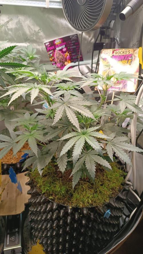 Rocko's Runtz Rumble. Week 6 - PBR Day 42 