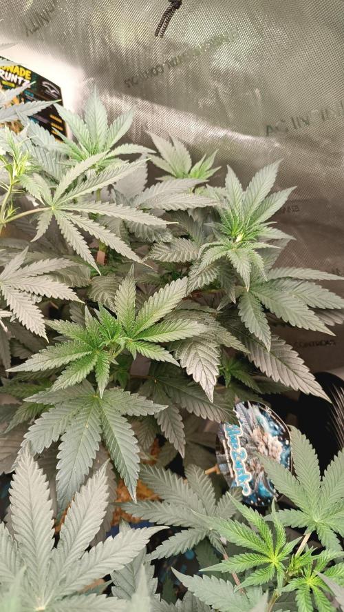 Rocko's Runtz Rumble. Week 6 - BZ Day 42