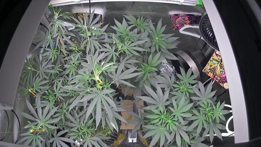 Rocko's Runtz Rumble. Week 6 - Growcam 