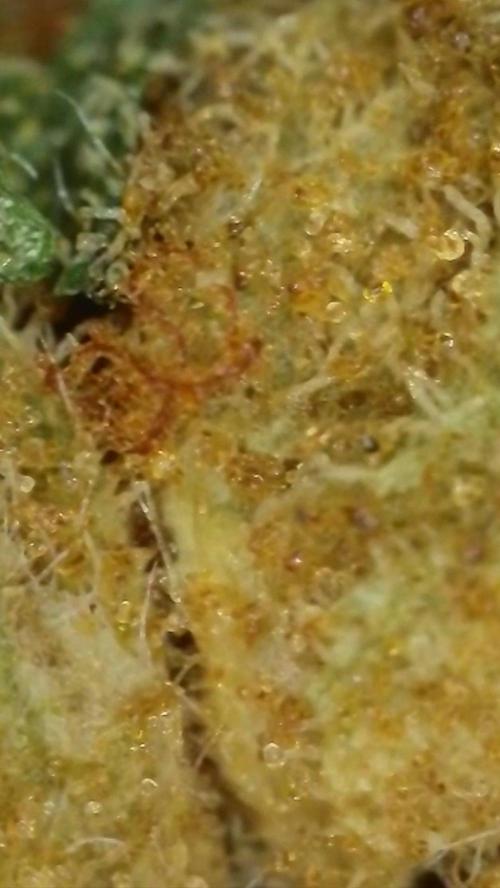 Rocko's Dutch Passion Double Run. Week 23 - After 6 month 