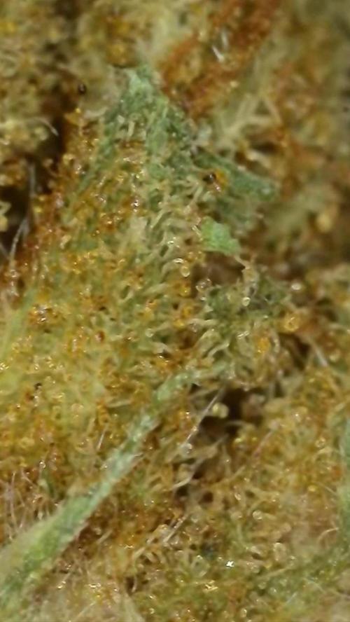 Rocko's Dutch Passion Double Run. Week 23 - After 6 month 