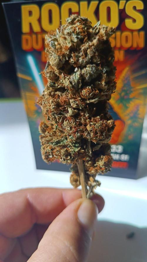 Rocko's Dutch Passion Double Run. Week 23 - My Last Bud WG33 😭