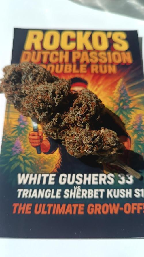 Rocko's Dutch Passion Double Run. Week 23