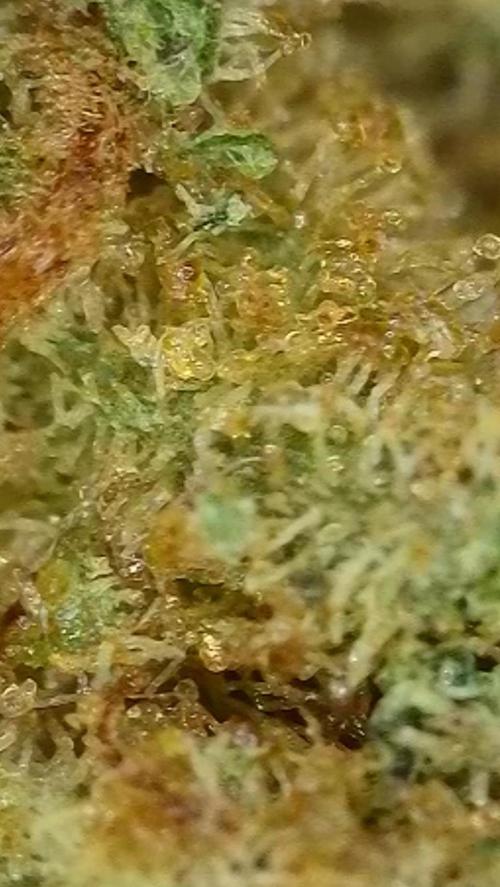 Rocko's Dutch Passion Double Run. Week 23 - After 6 month 
