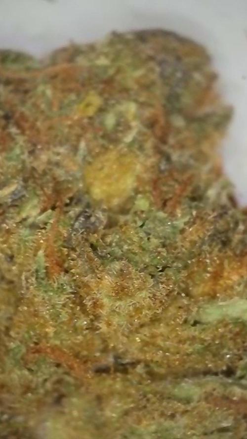 Rocko's Dutch Passion Double Run. Week 23 - After 6 month 