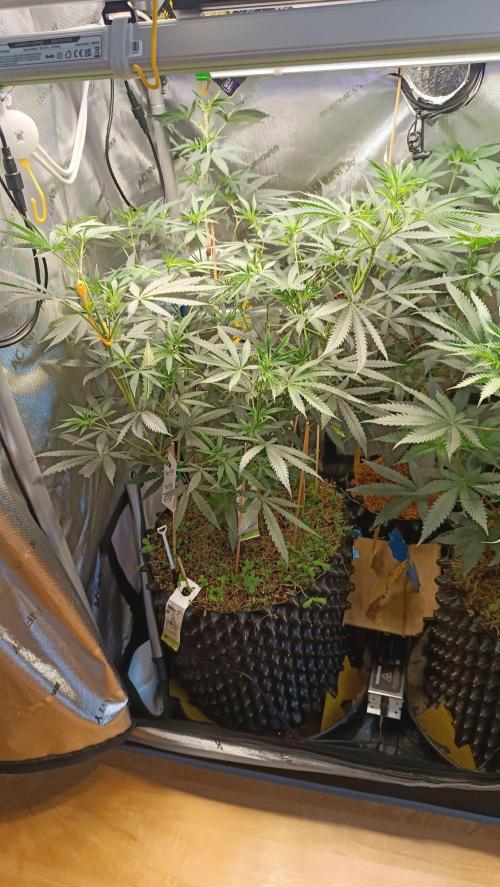 Rocko's Runtz Rumble. Week 7 - MR Day 49