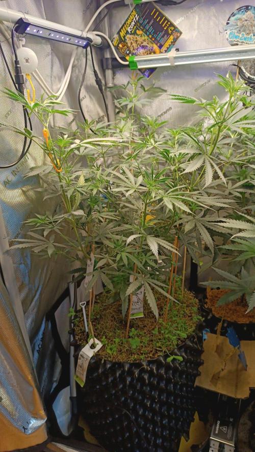 Rocko's Runtz Rumble. Week 7 - MR Day 49 