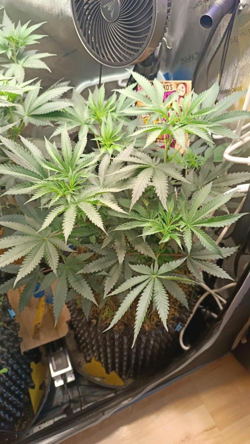 Rocko's Runtz Rumble. Week 7 - PBR Day 49