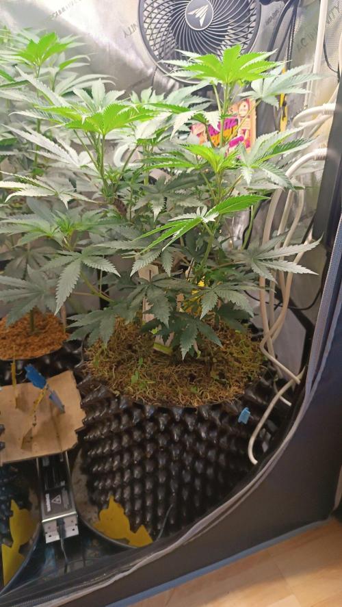 Rocko's Runtz Rumble. Week 7 - PBR Day 49