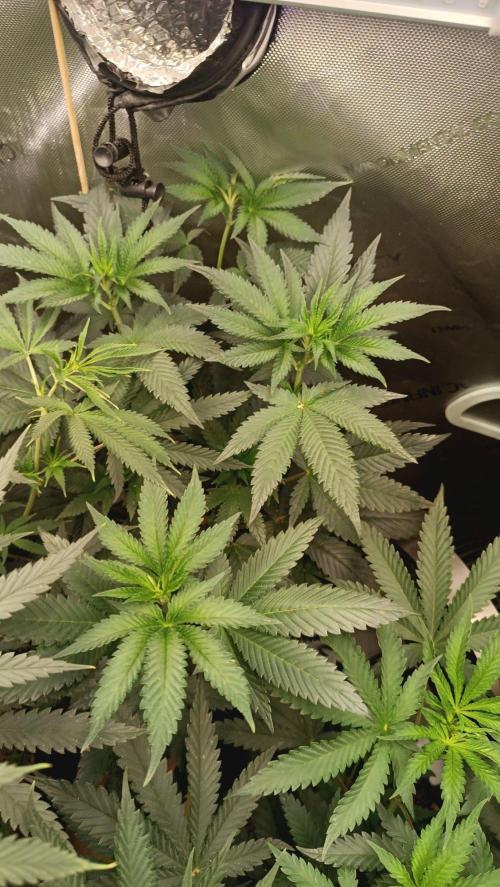 Rocko's Runtz Rumble. Week 7 - BZ Day 49