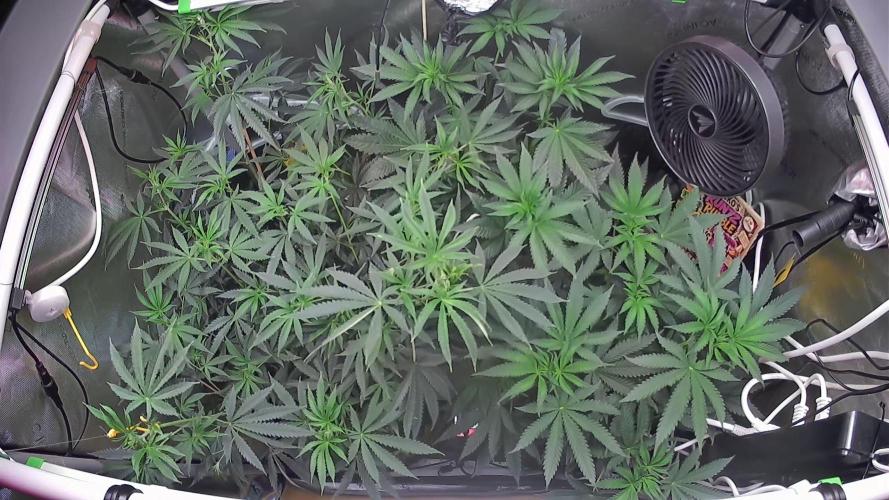 Rocko's Runtz Rumble. Week 7 - Growcam 