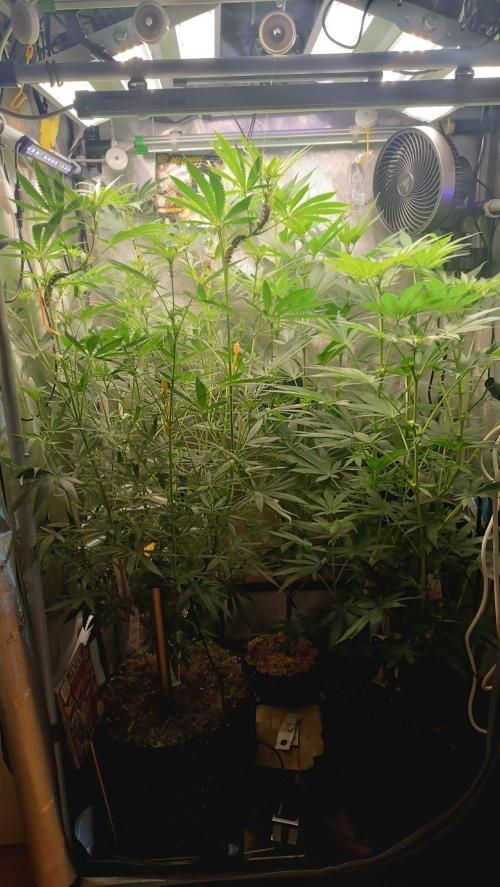 Rocko's Runtz Rumble. Week 9 - MR Day 14