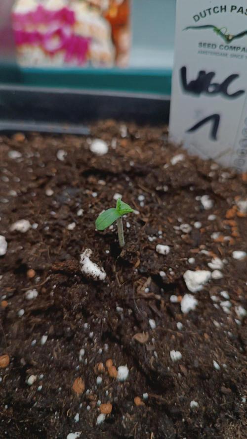 Rocko's Cake Off _ White Gushers Cake. Week 0