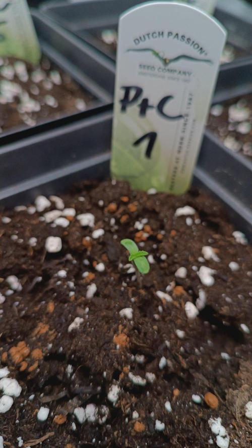 Rocko's Cake Off _ Peaches & Cream. Week 0
