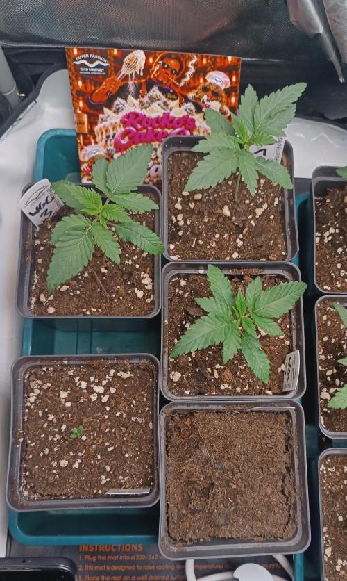 Rocko's Cake Off _ White Gushers Cake. Week 2