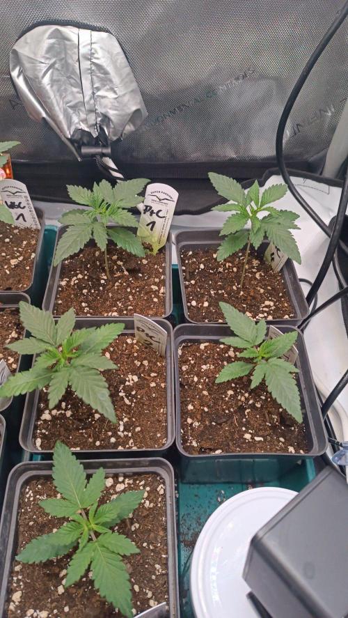 Rocko's Cake Off _ Peaches & Cream. Week 2