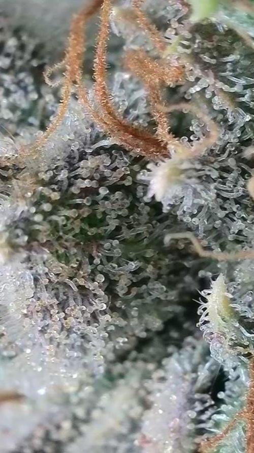 Rocko's Dutch Passion Double Run. Week 22 - WG 33 