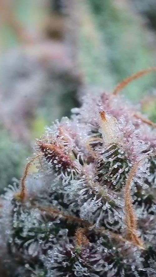 Rocko's Tropicana Cookies FF. Week 16