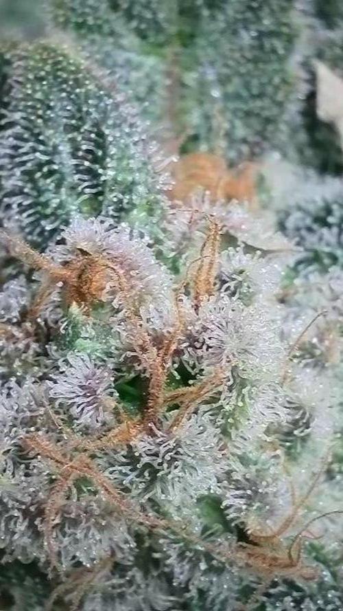 Rocko's Terp Test. Week 17