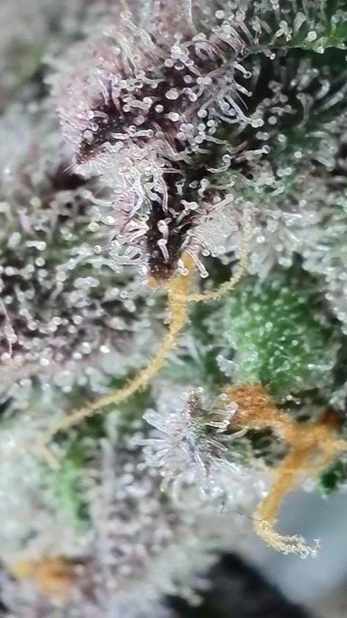 Rocko's Terp Test. Week 17
