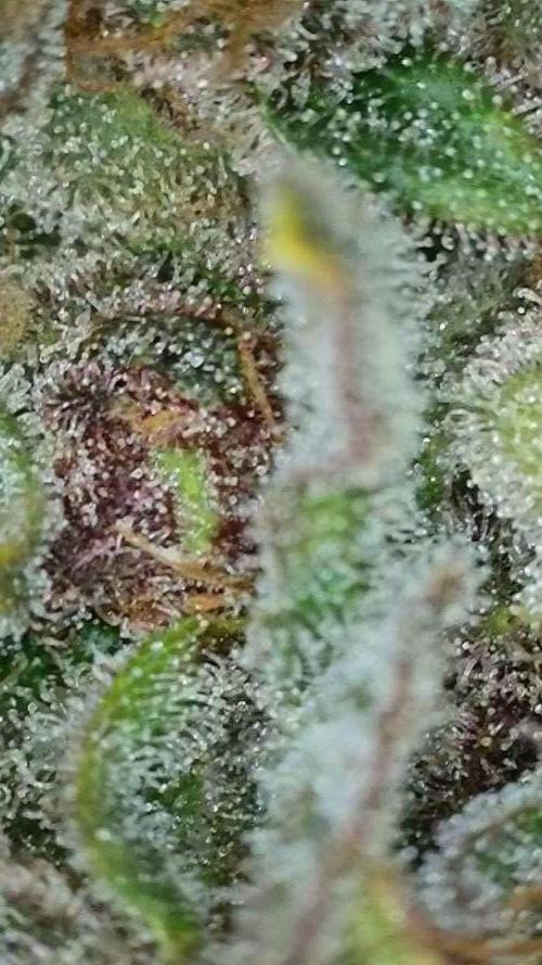 Rocko's Tropicana Cookies FF. Week 18 - BT 66 