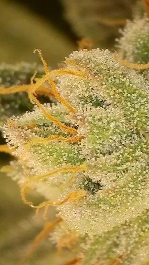Rocko's Dutch Passion Double Run. Week 18 - TSK 