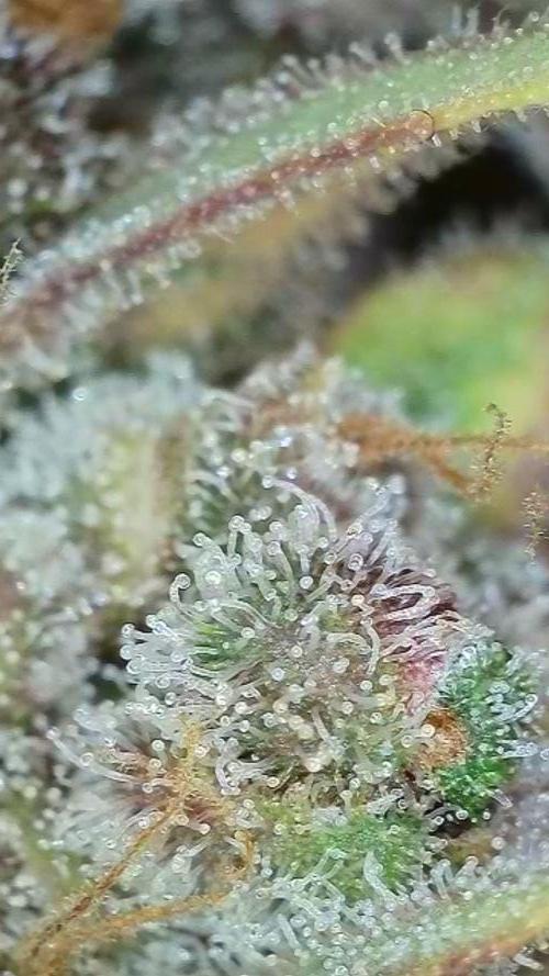 Rocko's Tropicana Cookies FF. Week 18 - BT 66 