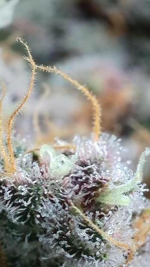 Rocko's Tropicana Cookies FF. Week 16