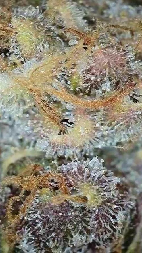 Rocko's Tropicana Cookies FF. Week 18 - BT 66 