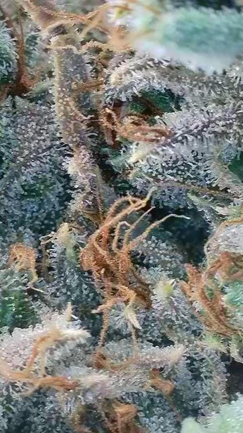 Rocko's Dutch Passion Double Run. Week 23