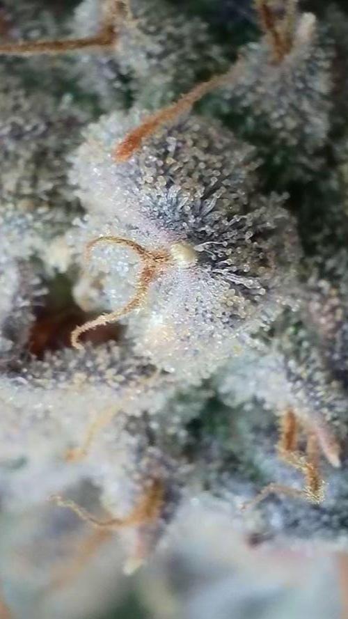 Rocko's Dutch Passion Double Run. Week 22 - TSK 
