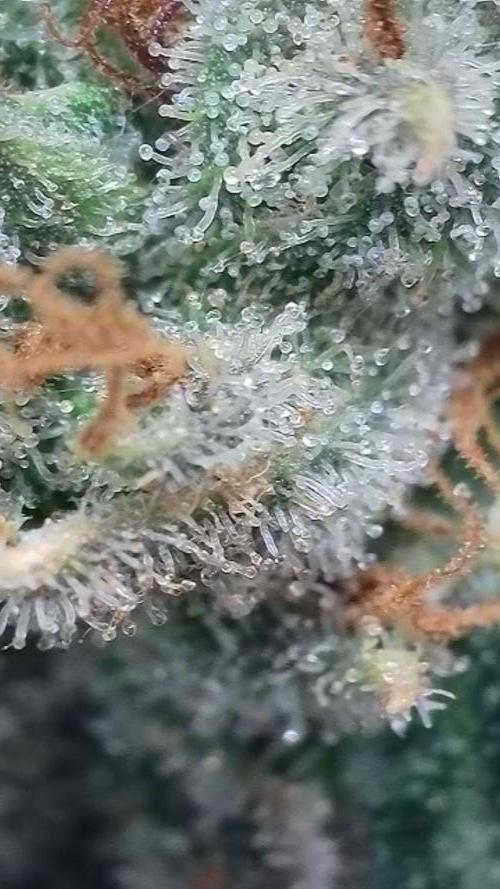Rocko's Dutch Passion Double Run. Week 22 - WG 33 