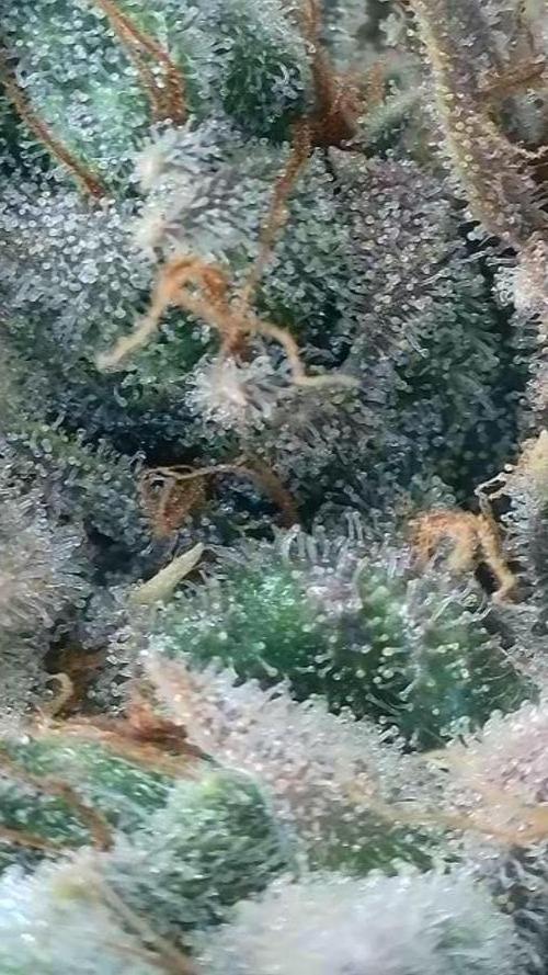 Rocko's Dutch Passion Double Run. Week 23