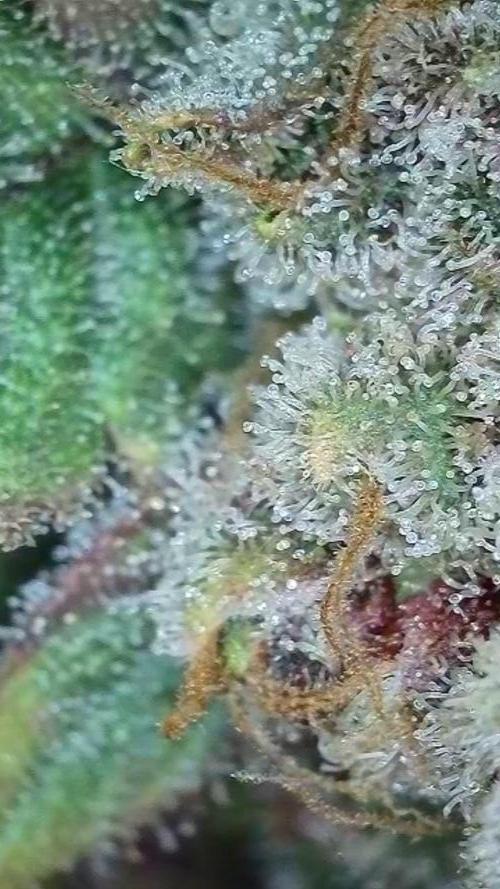 Rocko's Tropicana Cookies FF. Week 18 - BT 66 