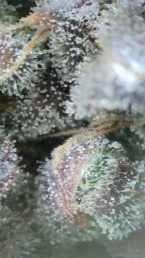 Rocko's Terp Test. Week 17
