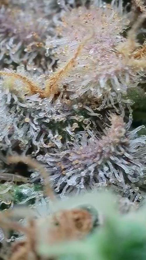 Rocko's Terp Test. Week 17