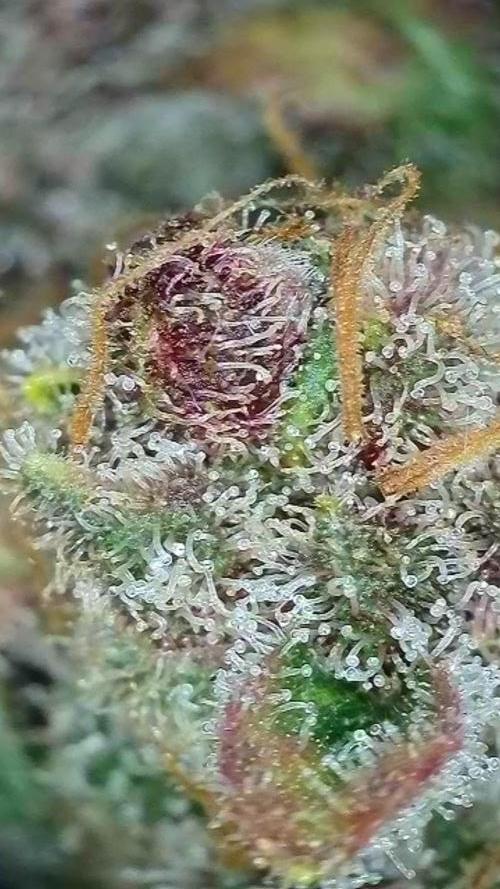 Rocko's Tropicana Cookies FF. Week 18 - BT 66 