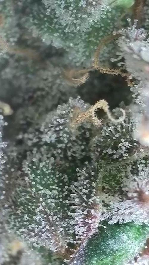 Rocko's Terp Test. Week 17