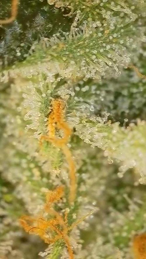 Rocko's Dutch Passion Double Run. Week 18 - WG 33 