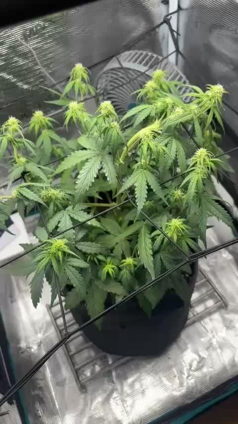 Sherbet queen :)