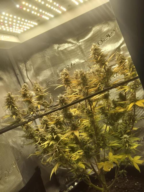 Firstautos