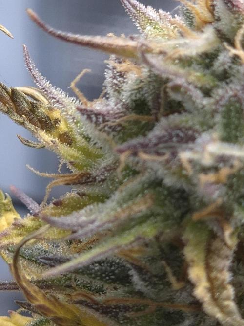 Firstautos