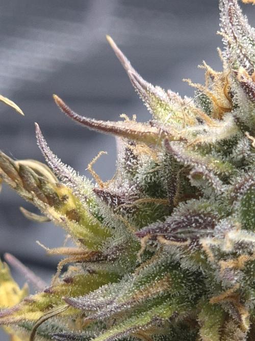 Firstautos