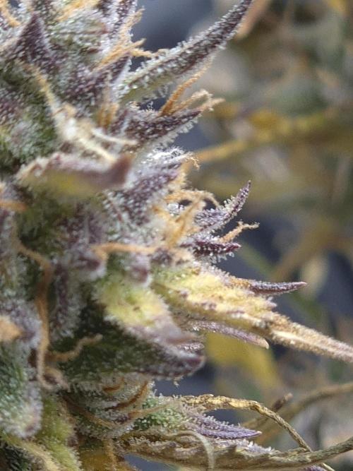 Firstautos