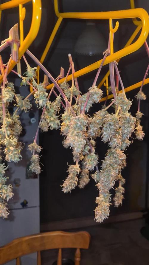 Sherbet queen :)