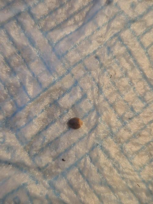 Wedding cake. Week 0