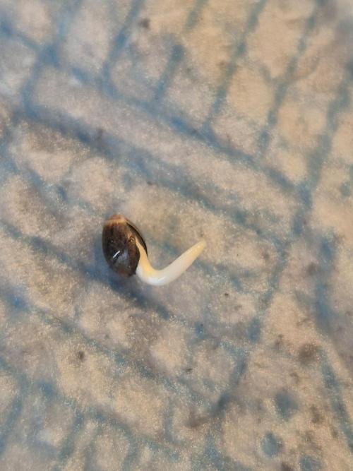 Wedding cake. Week 0