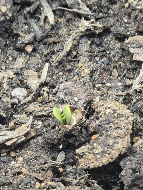 Wedding cake. Week 0